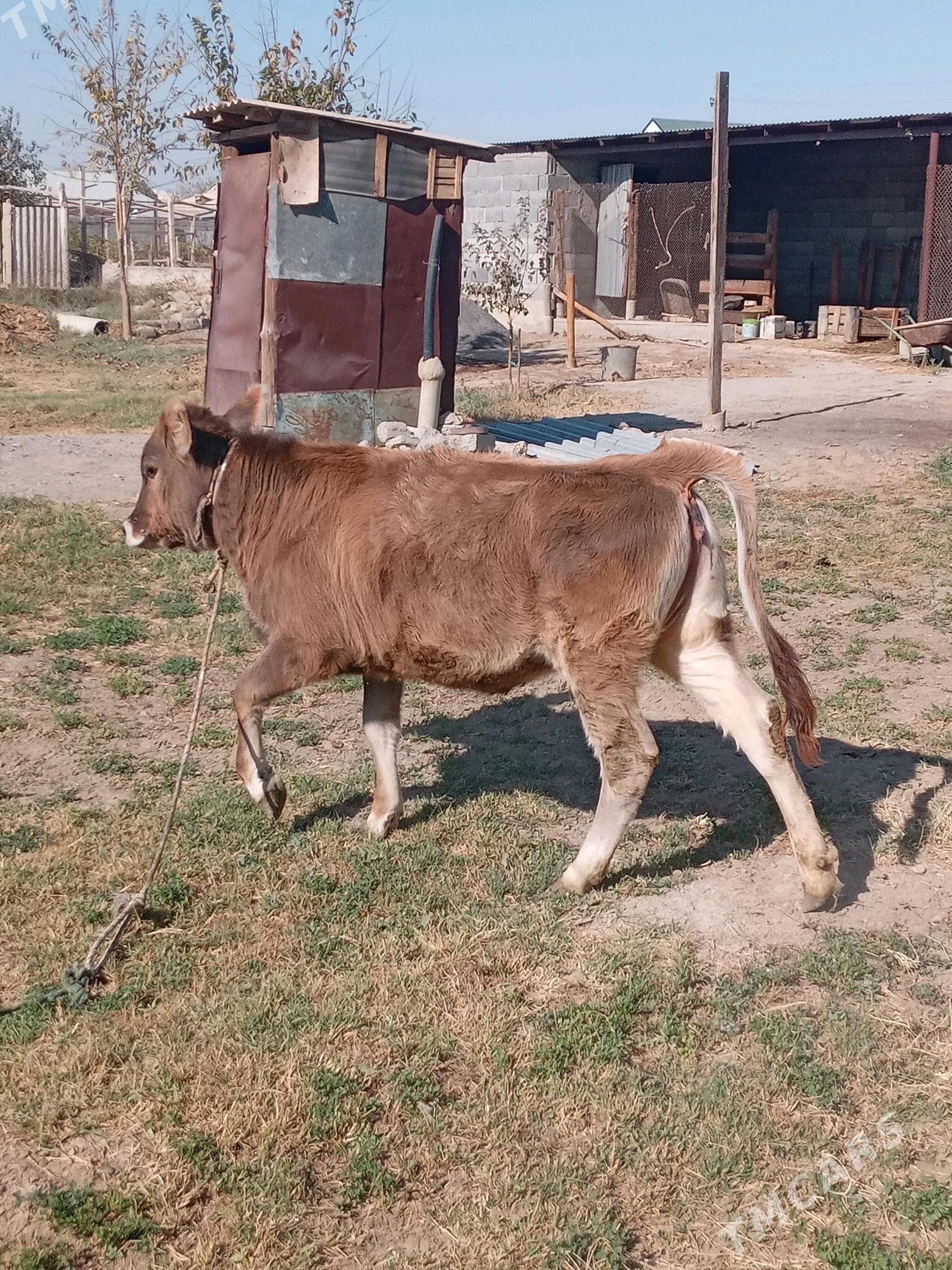 tüwe - Gökdepe - img 4