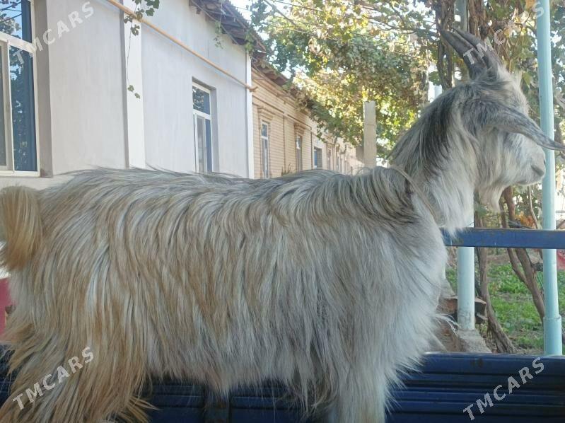 Geci bn cebisler - Dänew - img 2