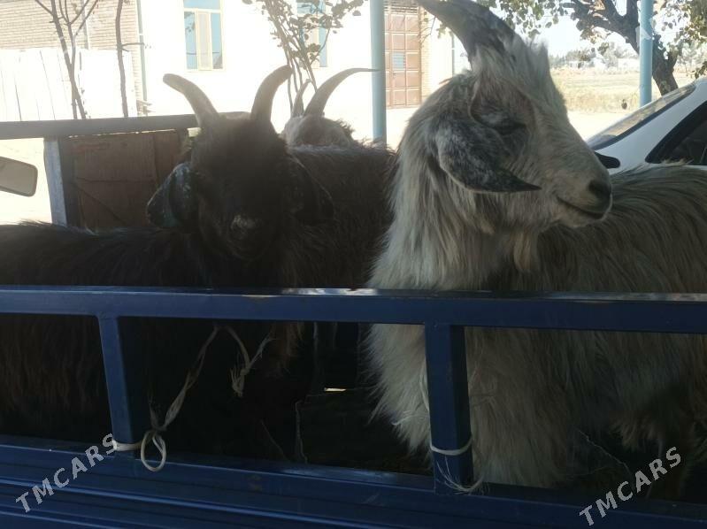 Geci bn cebisler - Dänew - img 4