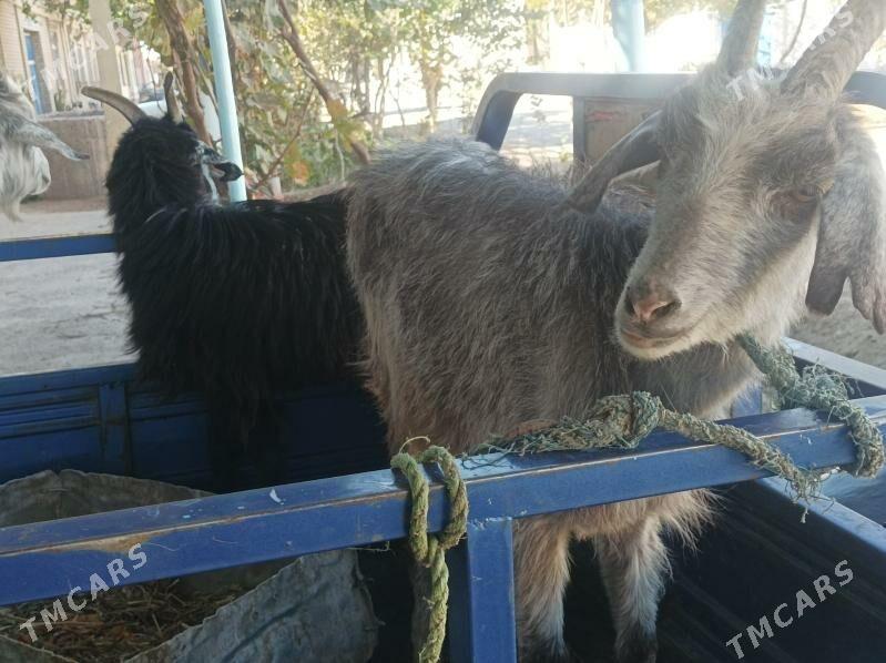 Geci bn cebisler - Dänew - img 5