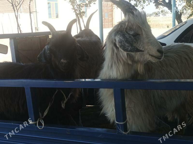 Geci bn cebisler - Dänew - img 3