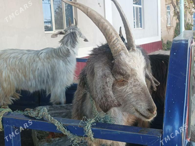 Geci bn cebisler - Dänew - img 6