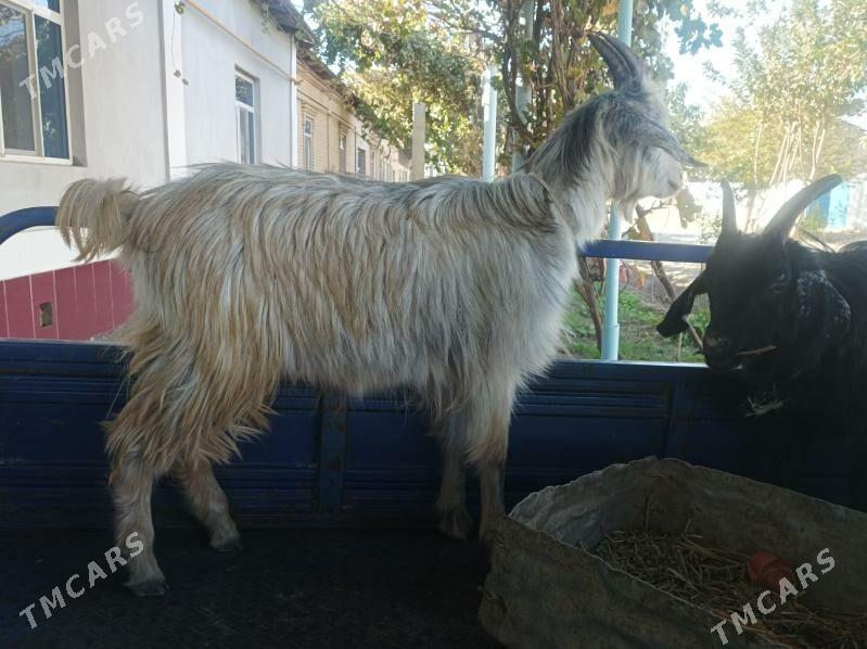 Geci bn cebisler - Dänew - img 1