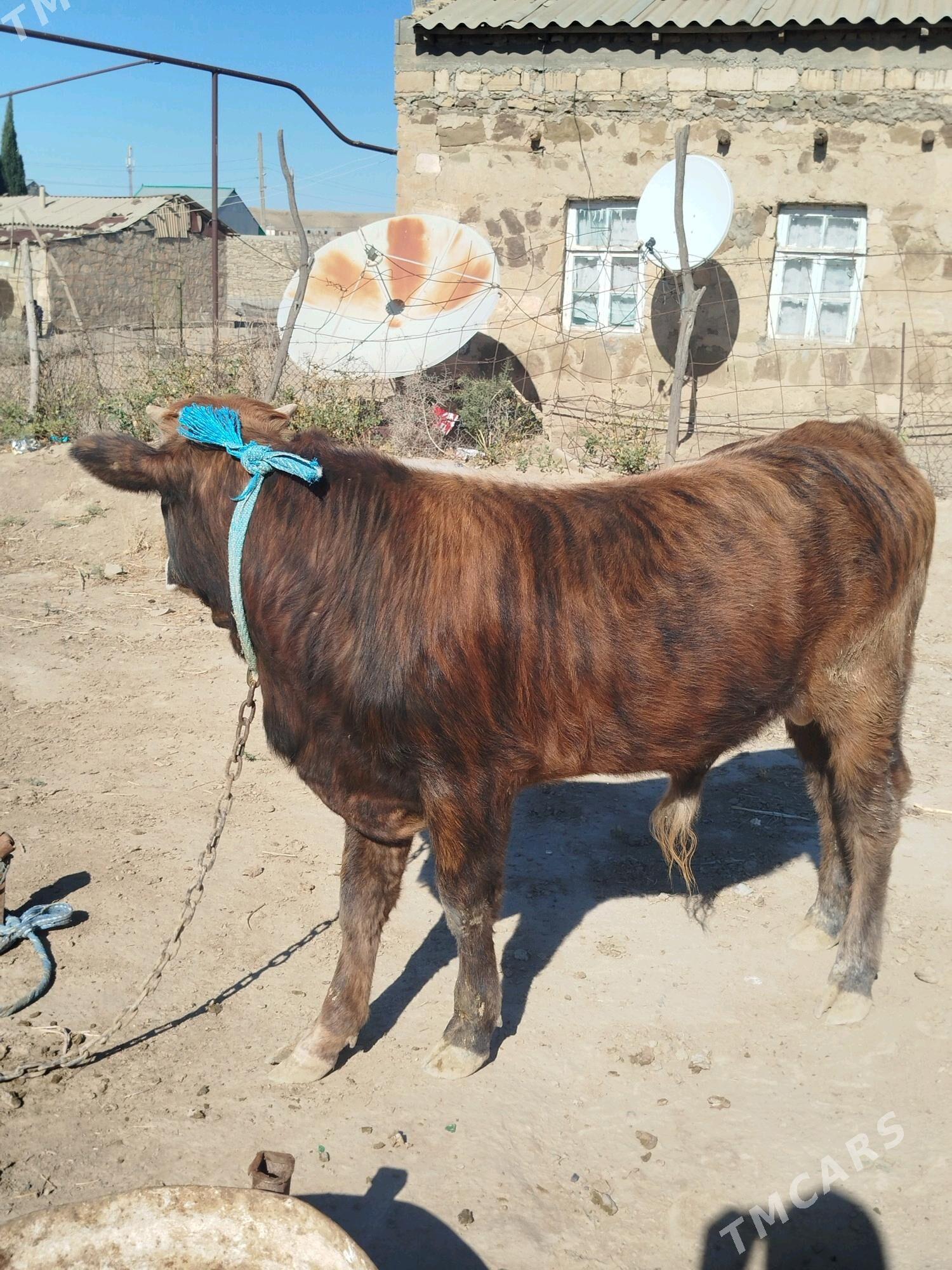 öküz - Гызыларбат - img 2