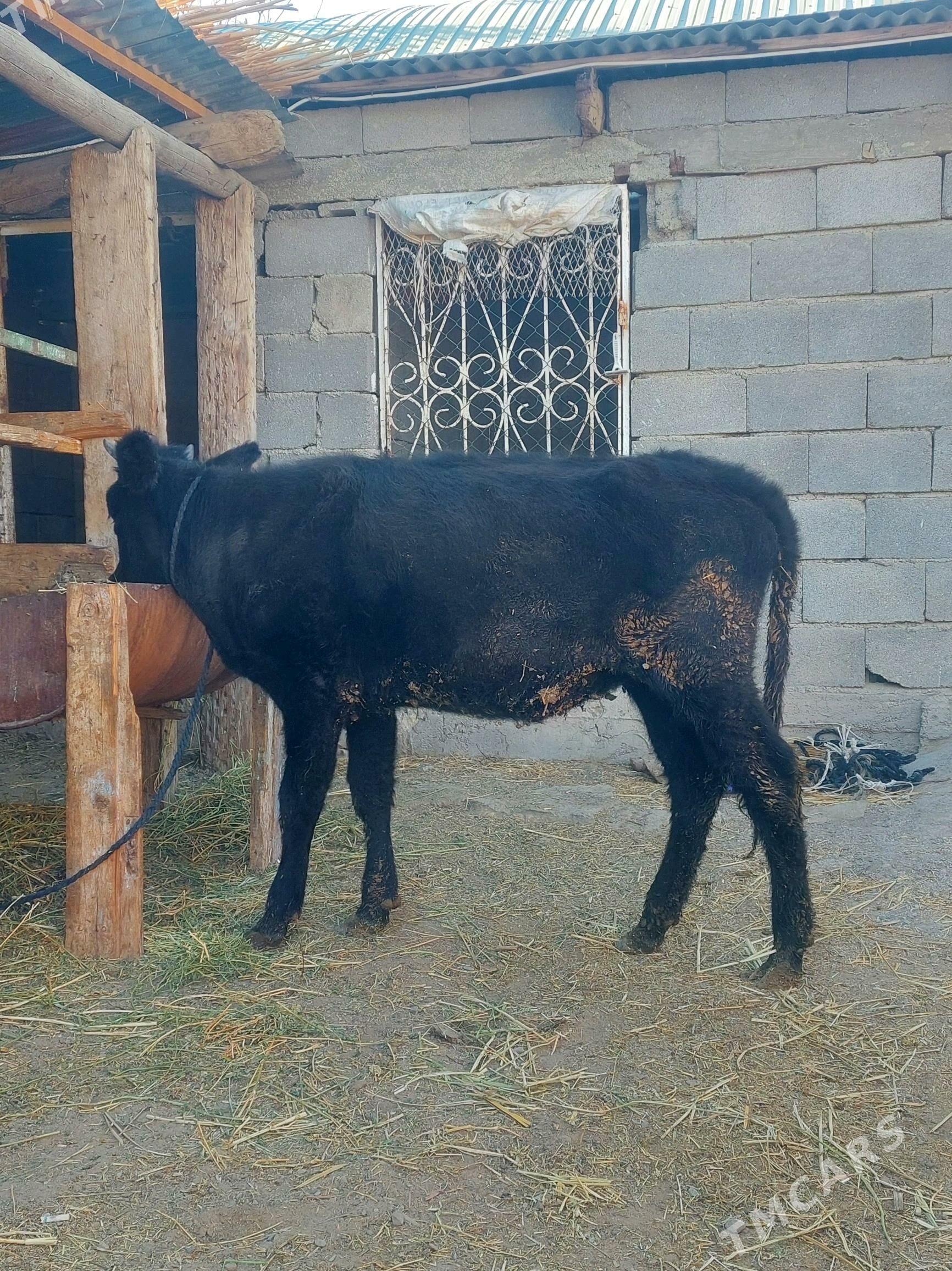 Tuwe - Гёкдепе - img 2