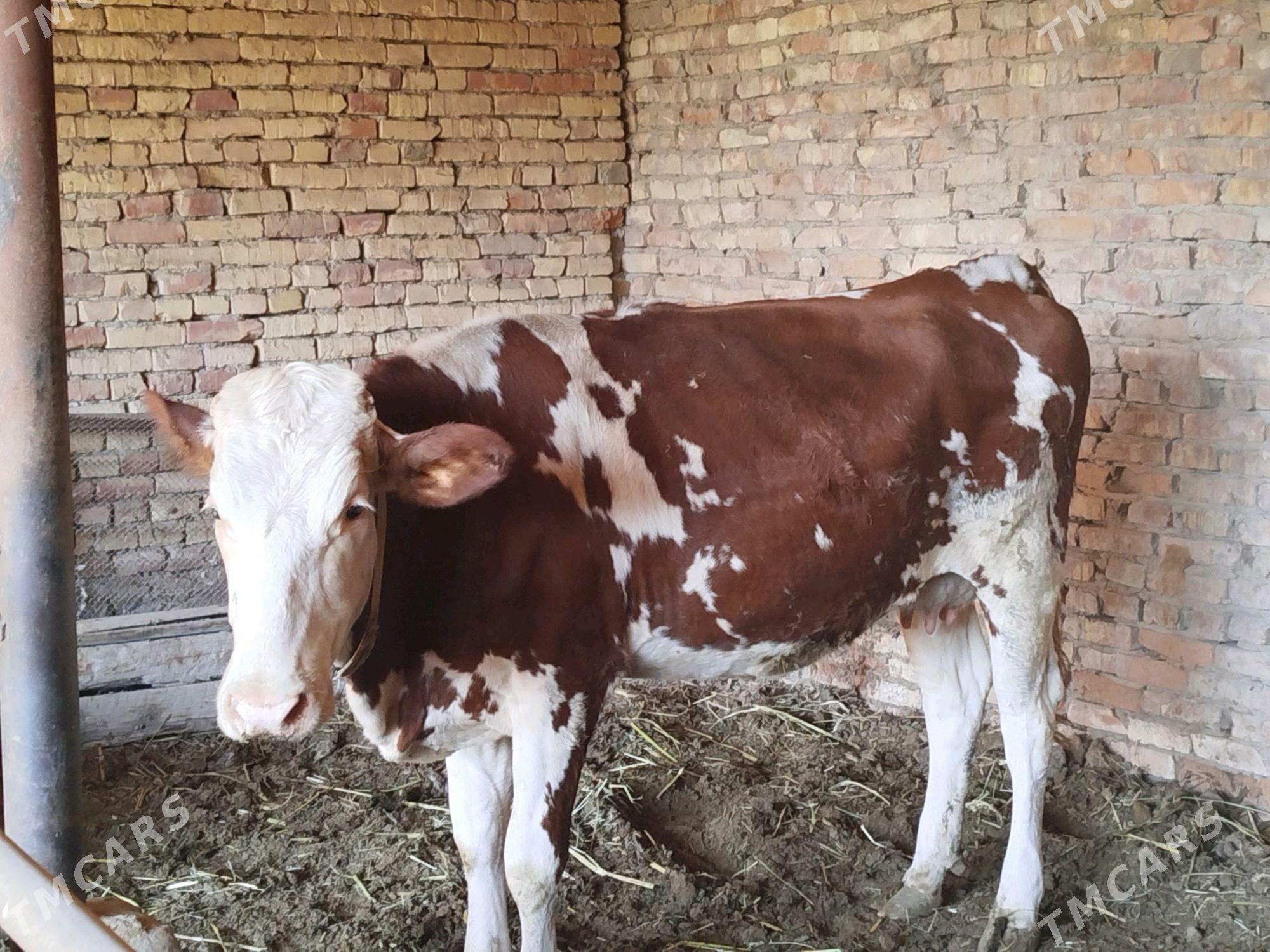 Сатлык Сыгырлар - Дянев - img 2