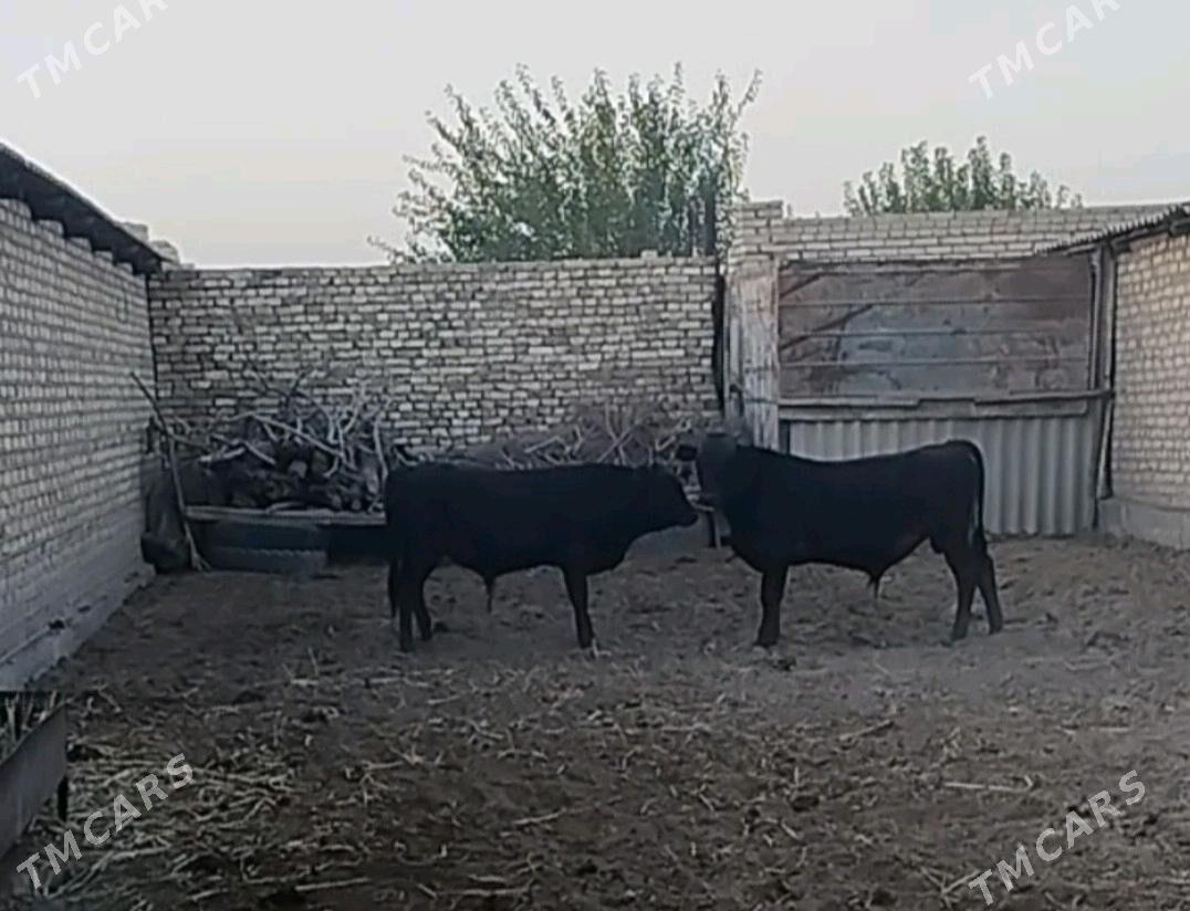 Bakylan Okuz - Векильбазар - img 2