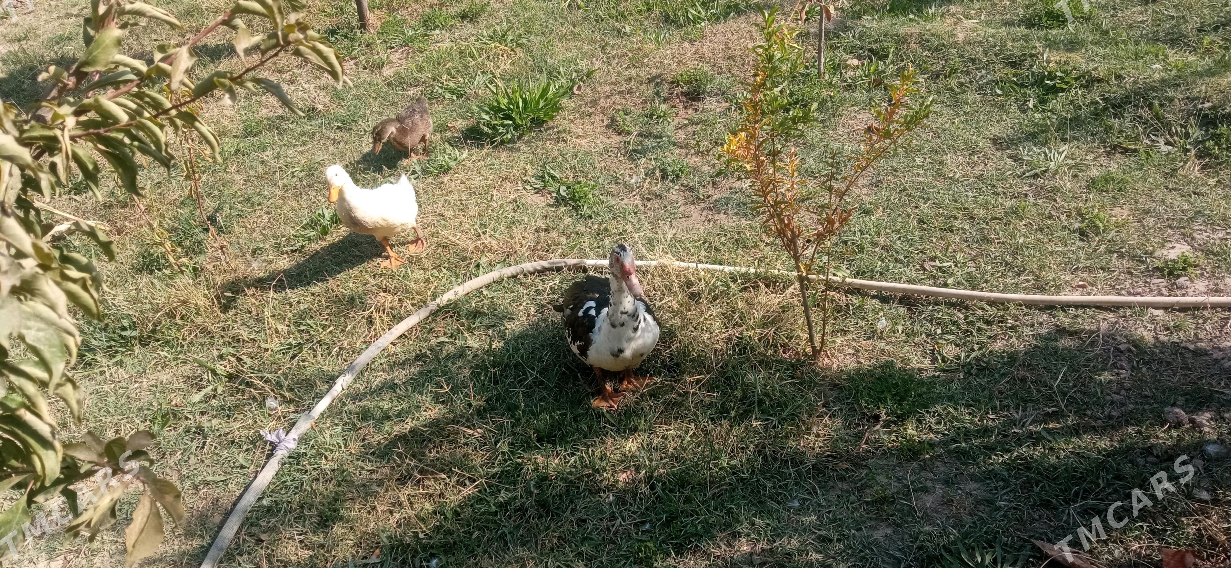 ordek induutga - Ýolöten - img 4