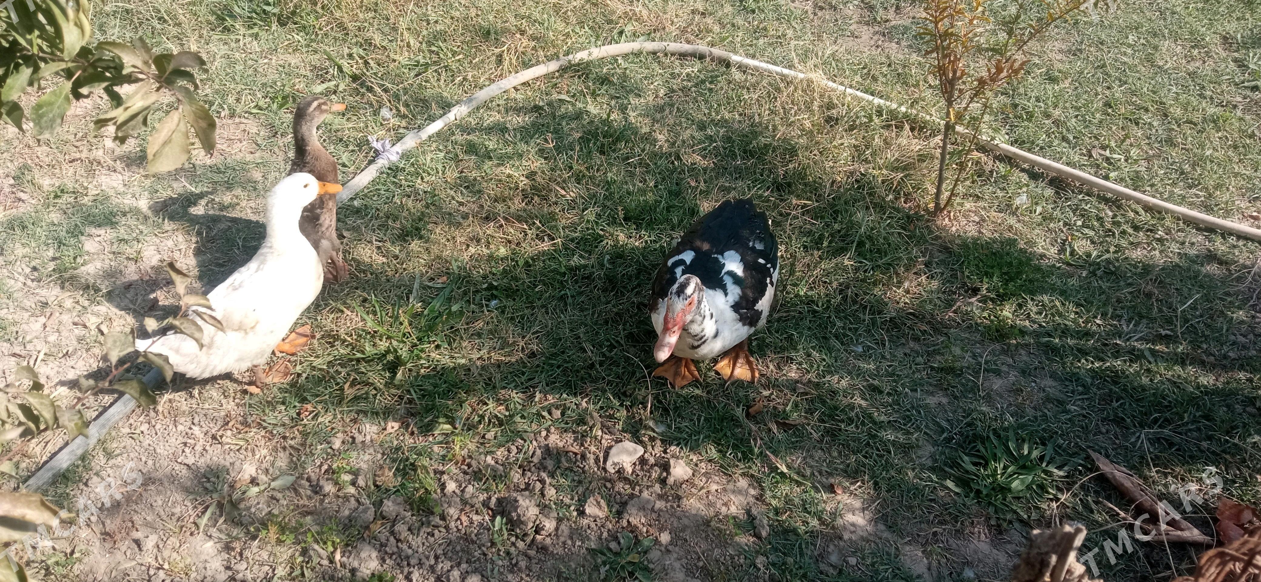 ordek induutga - Ýolöten - img 2