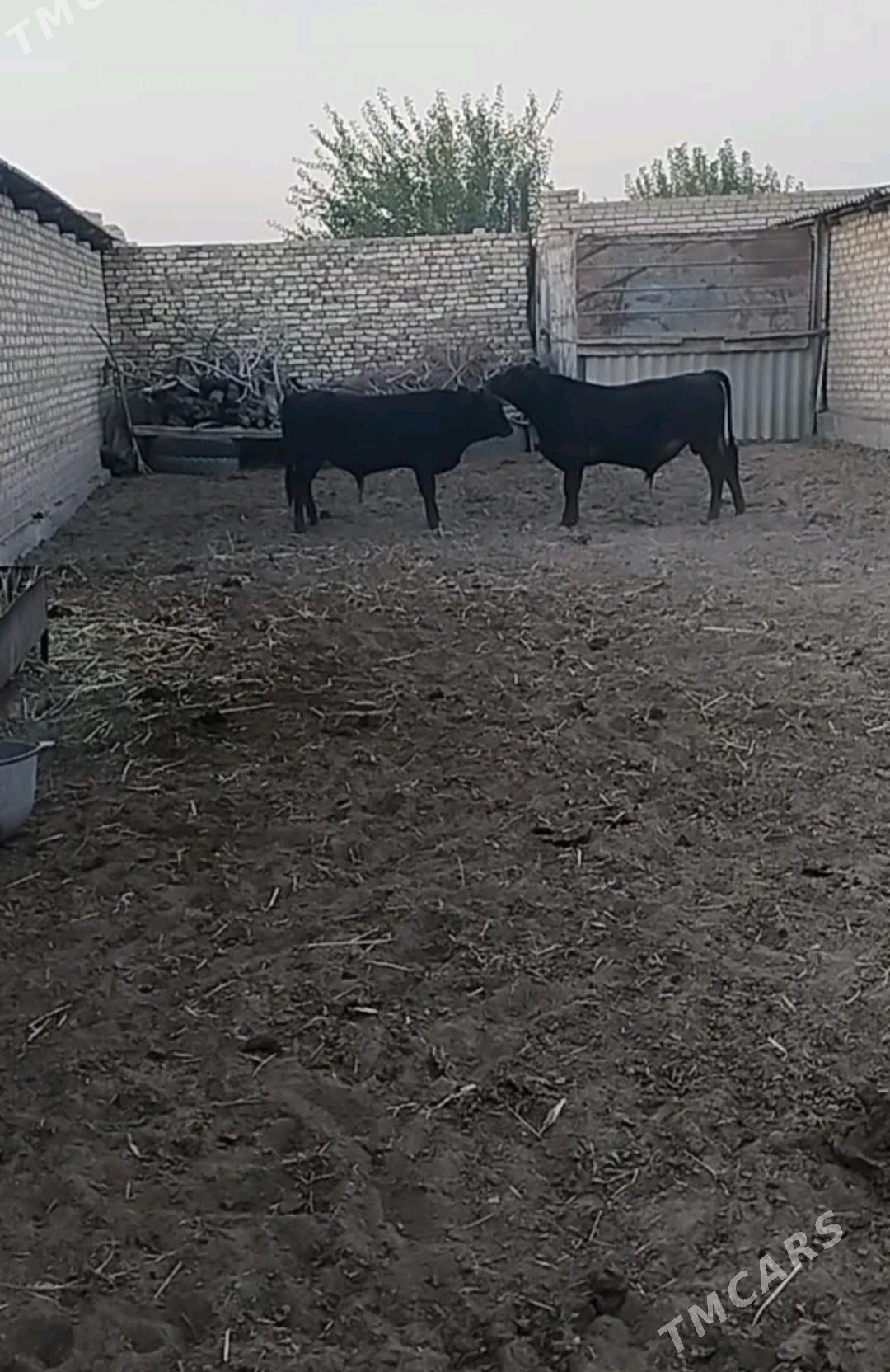 Bakylan Okuz - Векильбазар - img 1