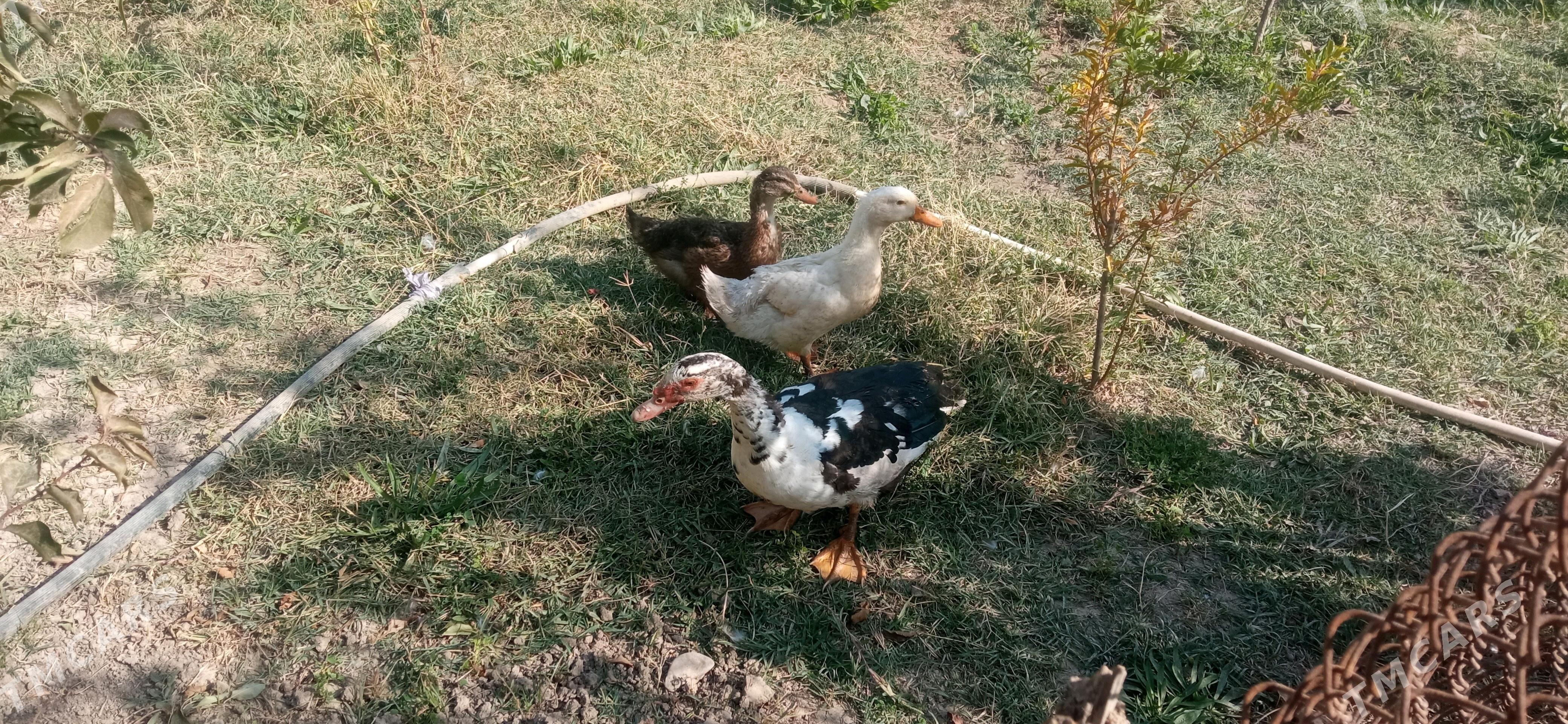 ordek induutga - Ýolöten - img 3