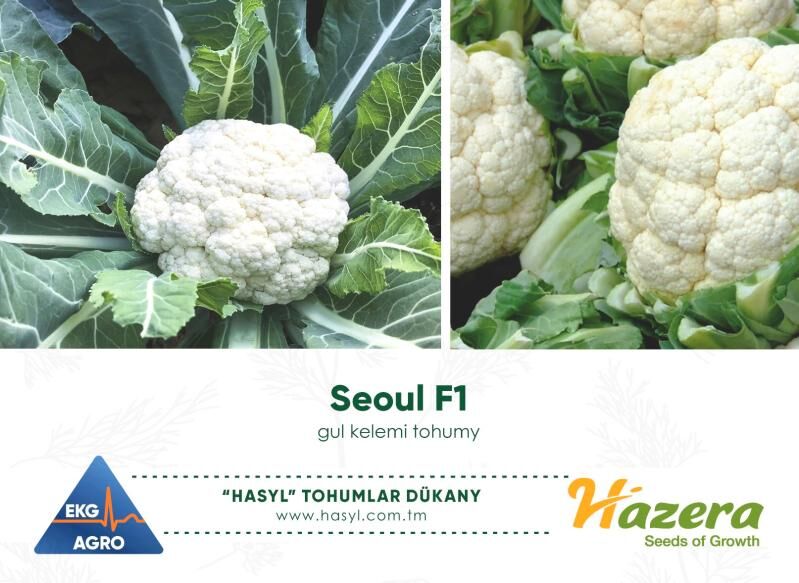 EKG AGRO (tohumlar we gazon) - Ашхабад - img 10