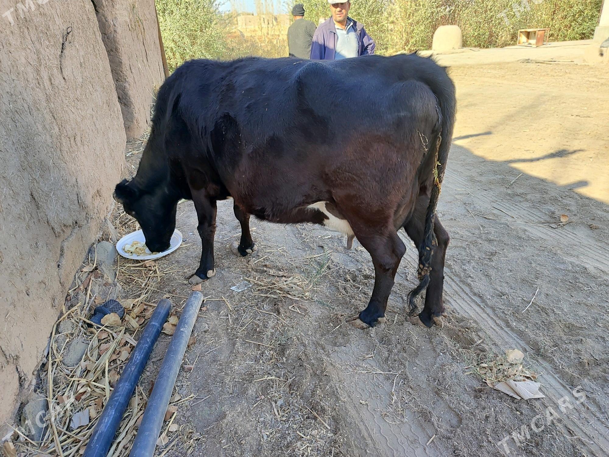 agyr bogaz - Губадаг - img 3