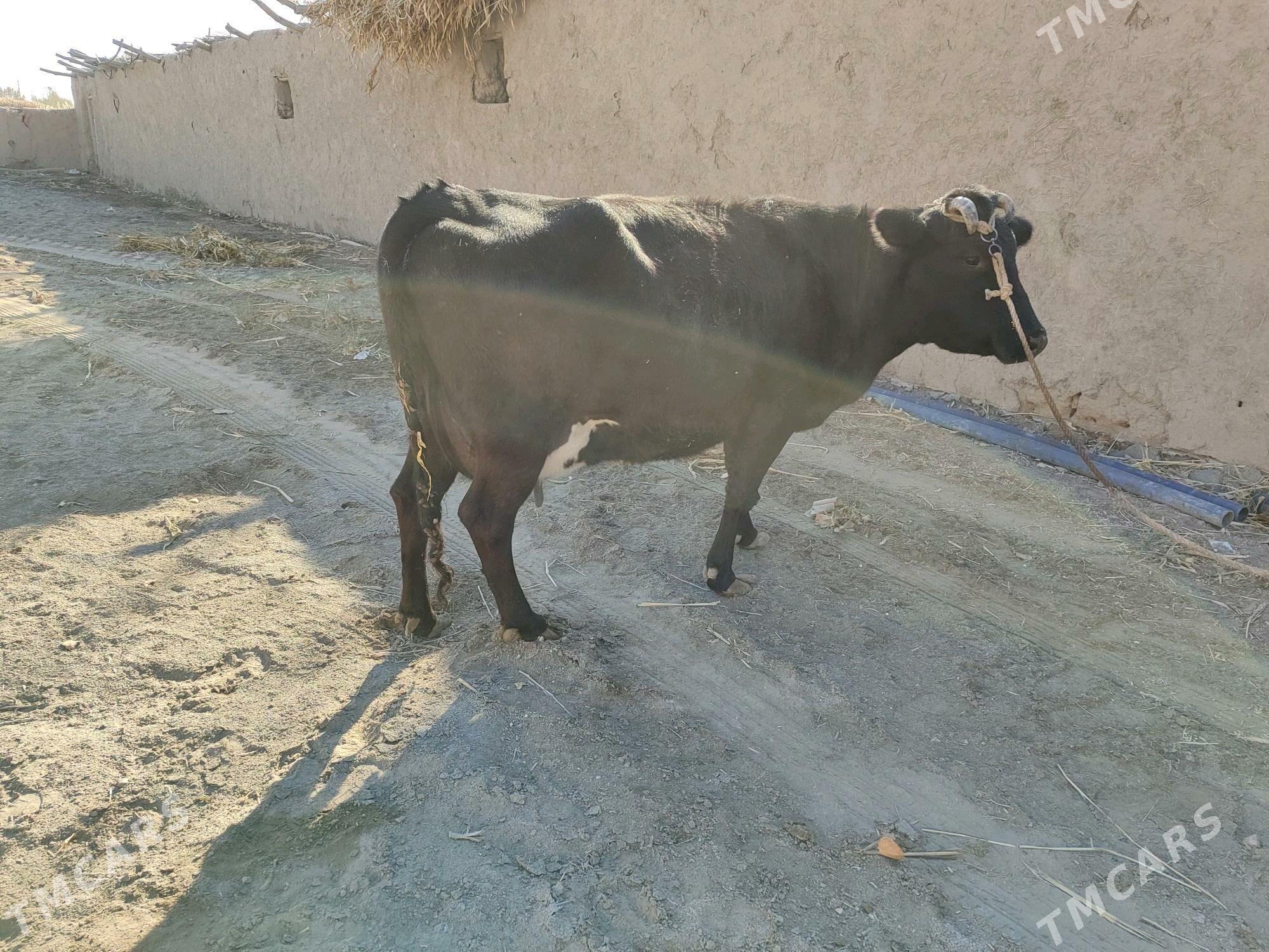 agyr bogaz - Губадаг - img 2