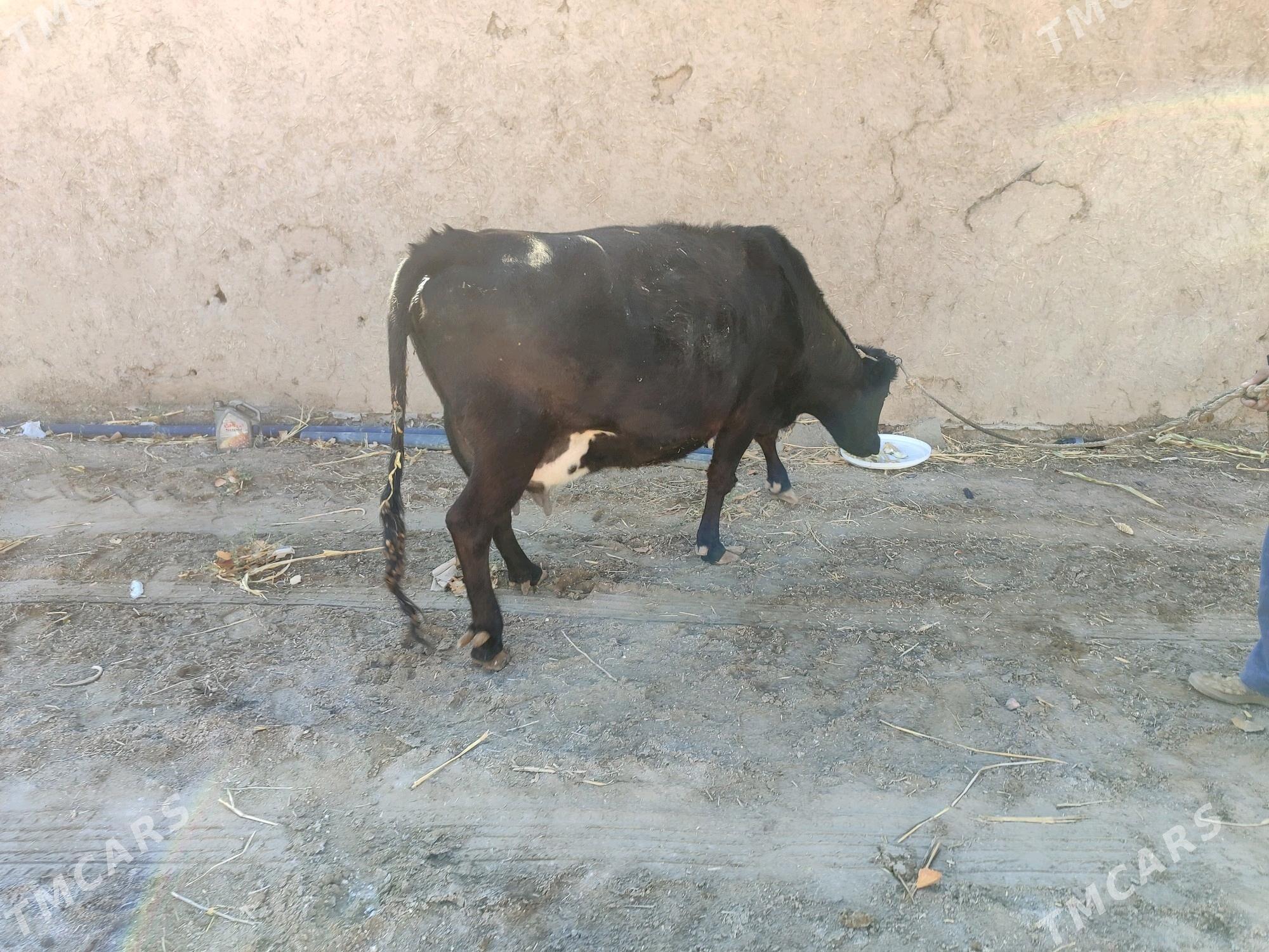 agyr bogaz - Губадаг - img 1