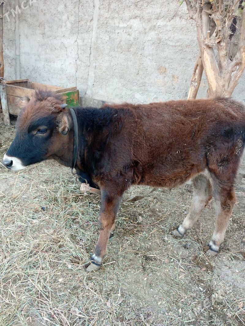 Ökuz - Гёкдепе - img 4