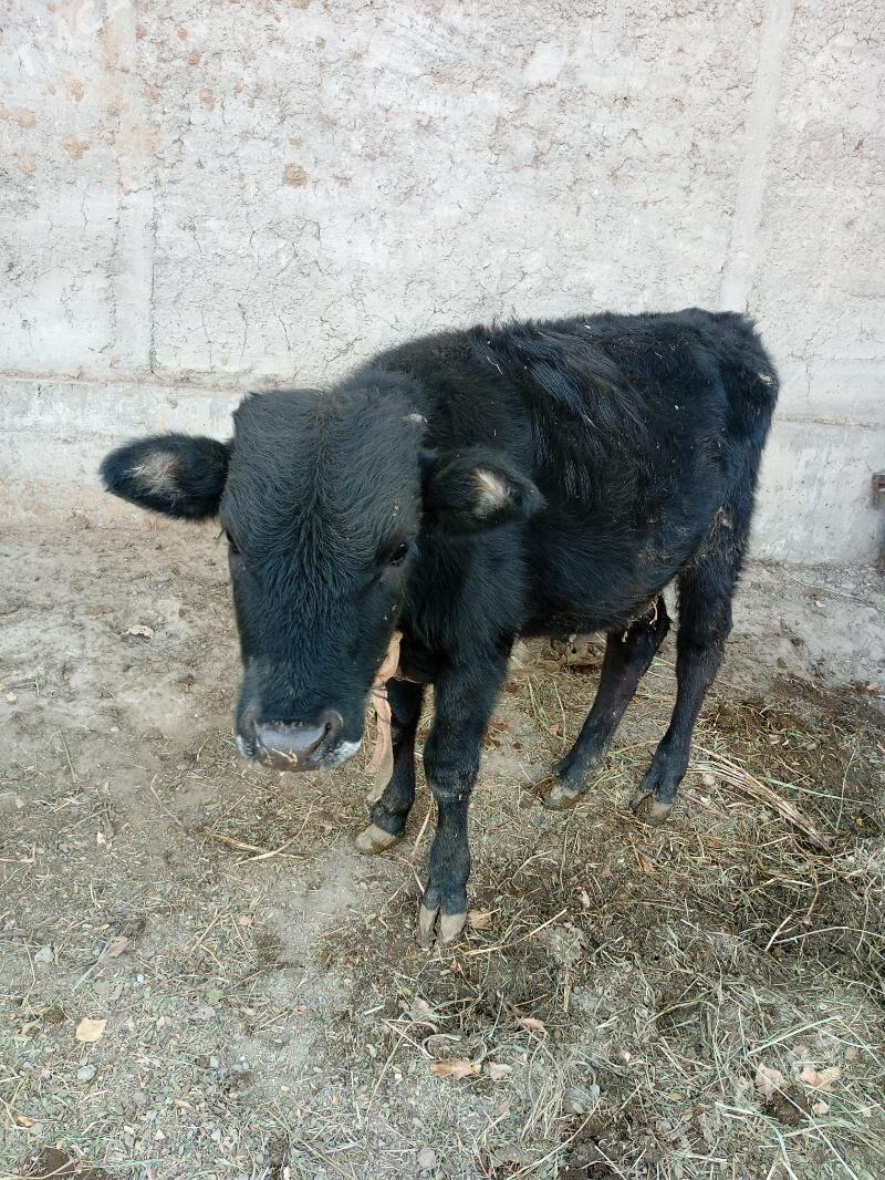 Ökuz - Гёкдепе - img 1