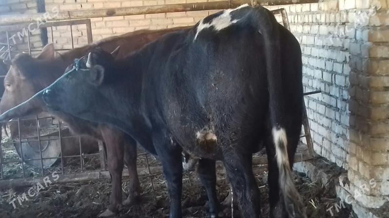 Semiz. Öküz. - Чарджоу - img 2