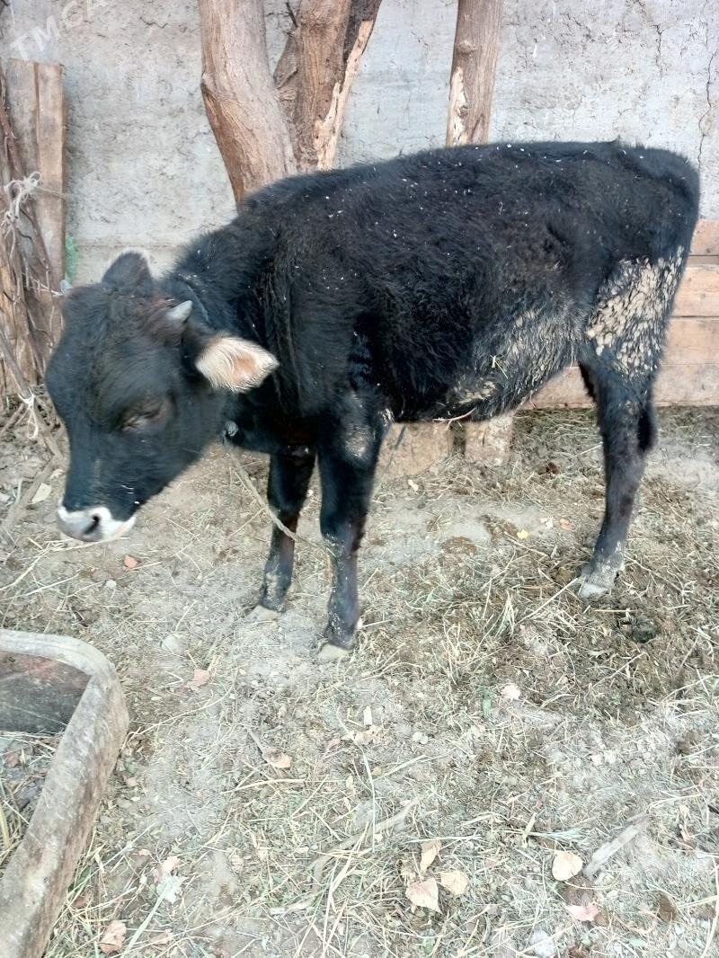 Ökuz - Гёкдепе - img 6