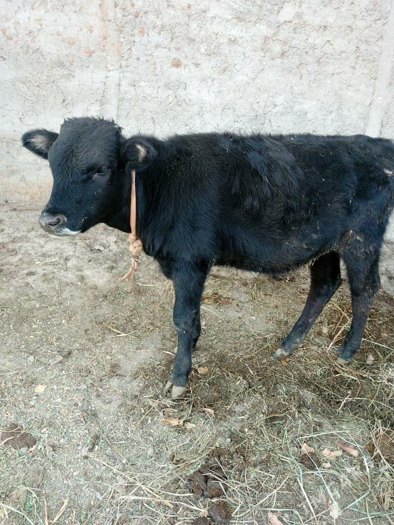 Ökuz - Гёкдепе - img 7