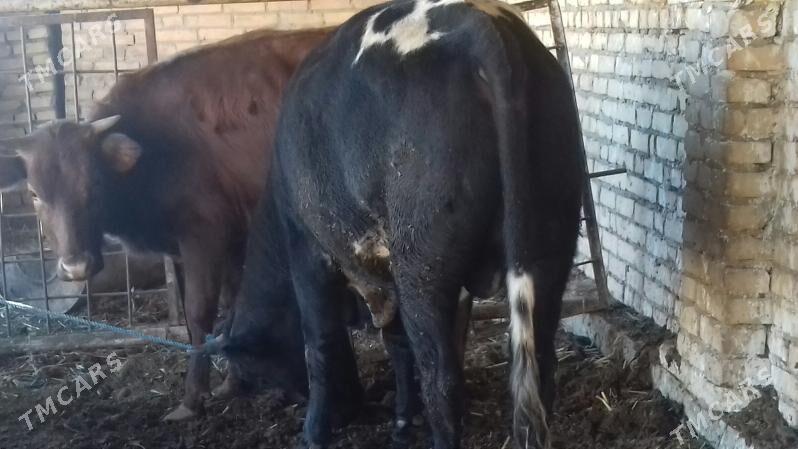 Semiz. Öküz. - Чарджоу - img 3