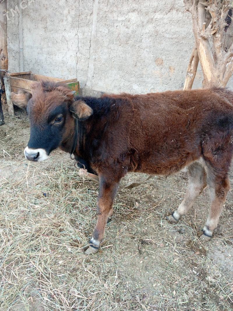 Ökuz - Гёкдепе - img 10