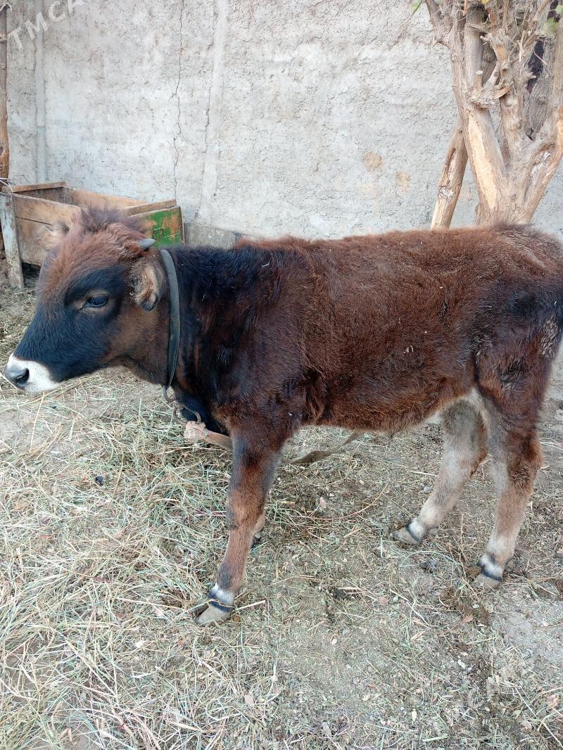 Ökuz - Гёкдепе - img 9