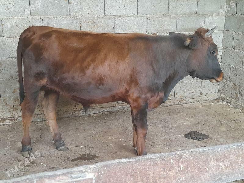 .....ÖKIZ..... - Bagyr - img 2