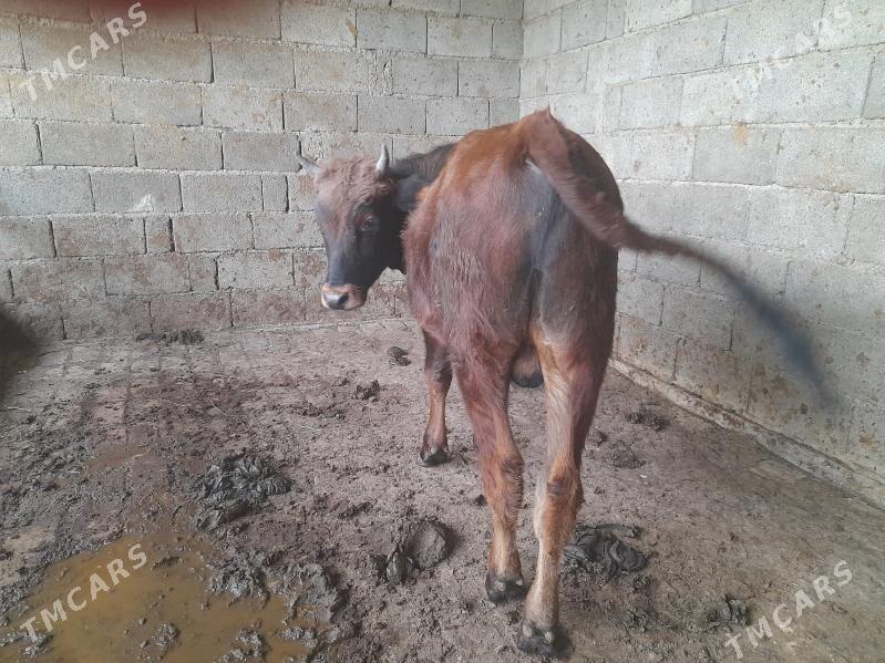 .....ÖKIZ..... - Bagyr - img 4