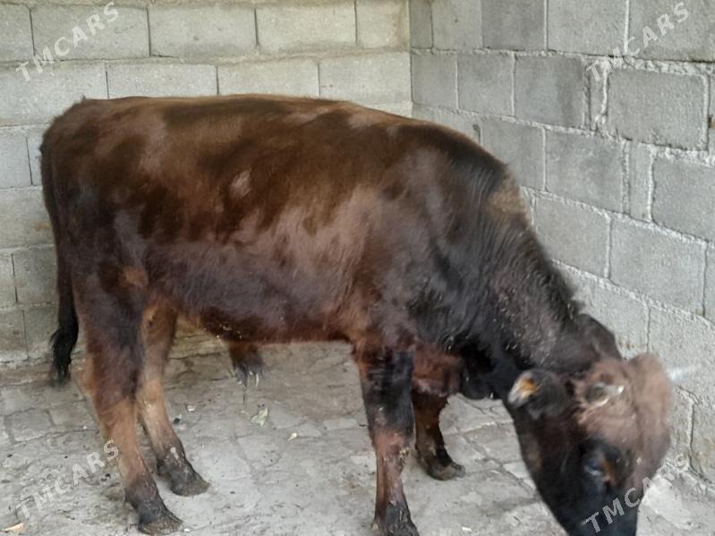 .....ÖKIZ..... - Bagyr - img 5