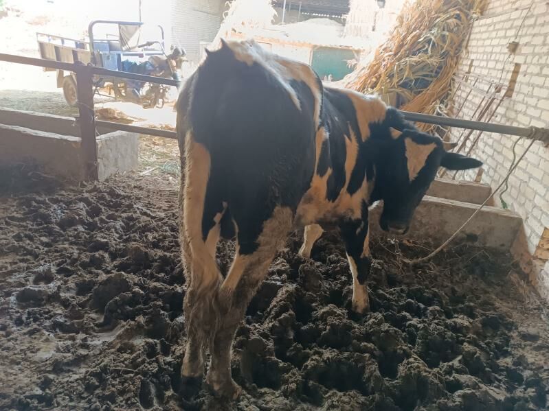 окиз - Халач - img 2