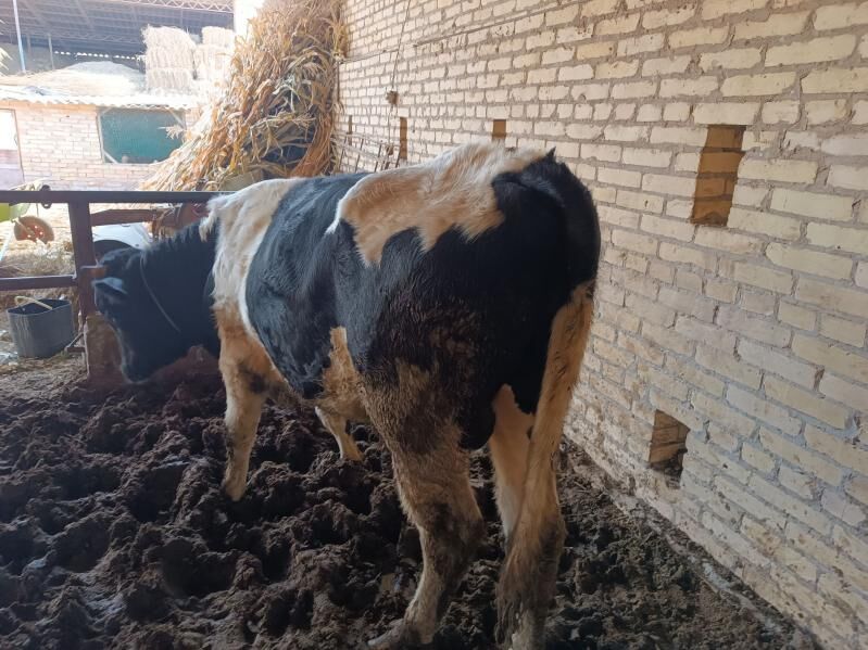 окиз - Халач - img 1