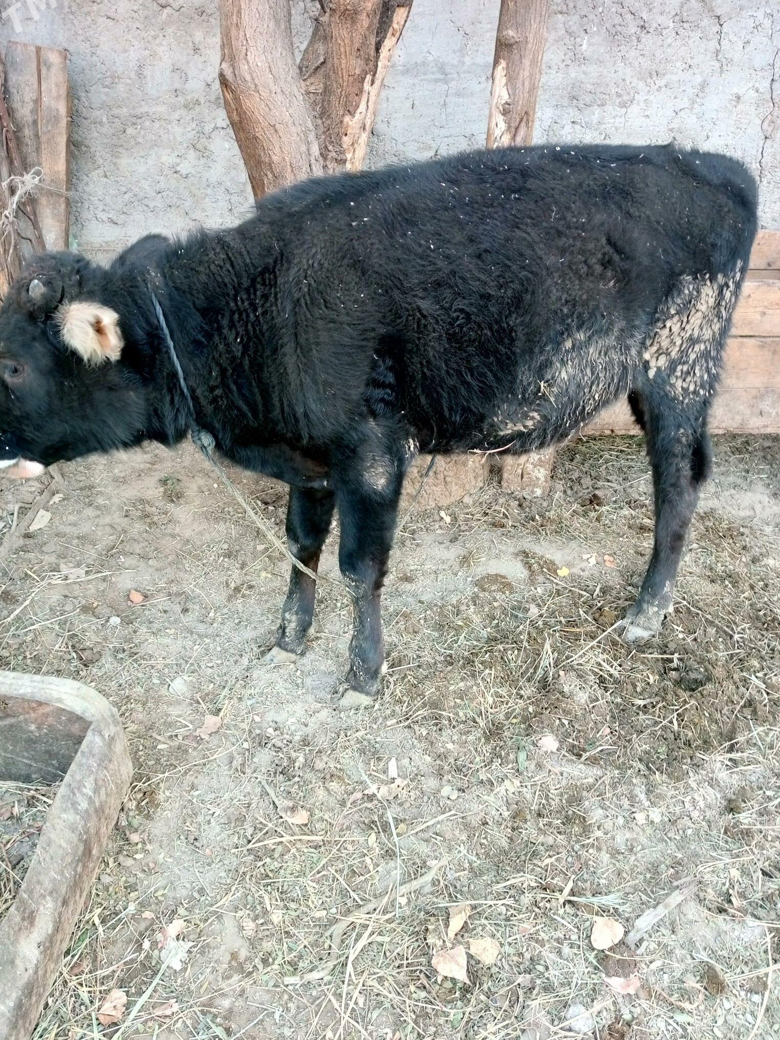 Ökuz - Гёкдепе - img 5