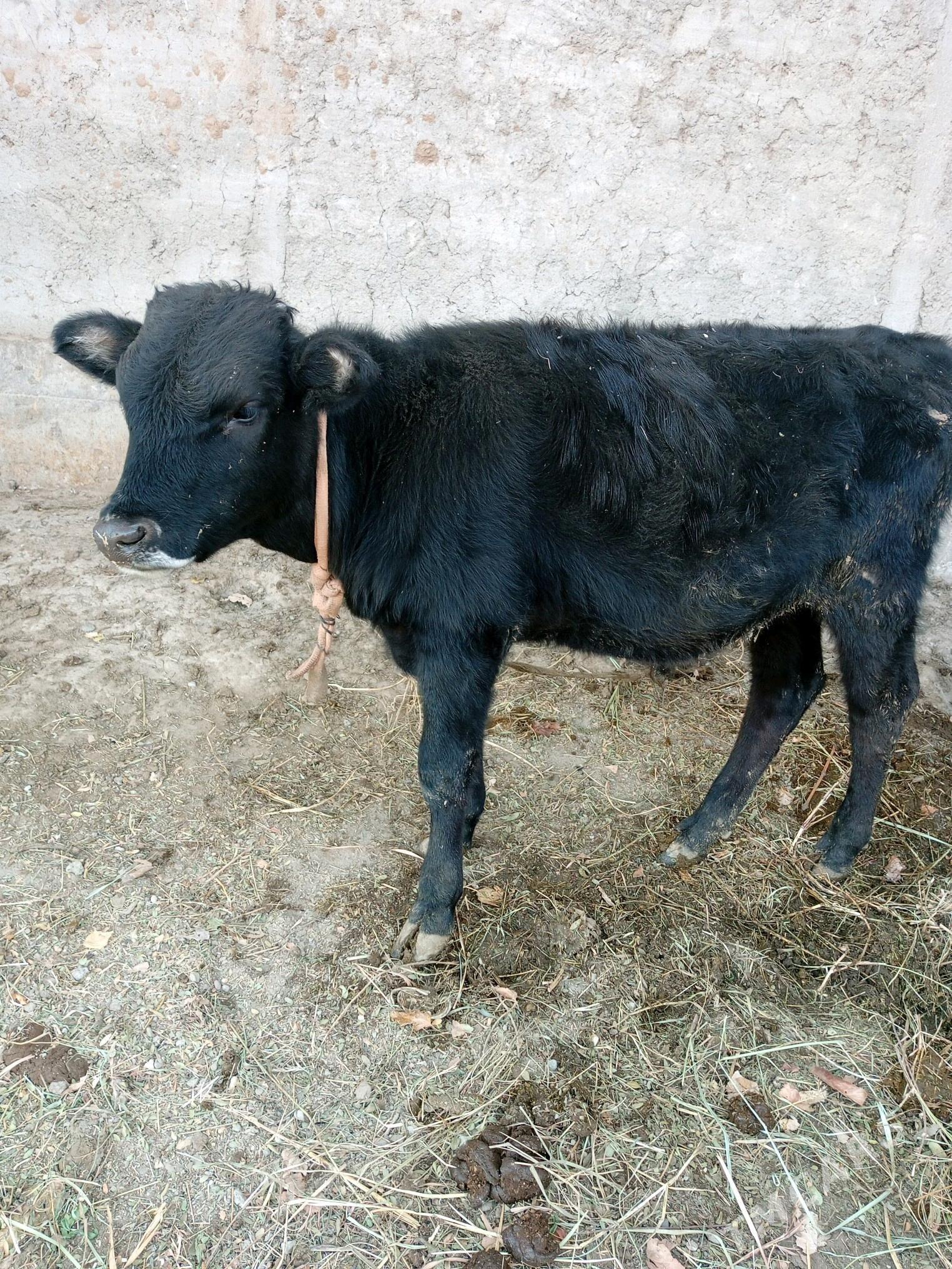 Ökuz - Гёкдепе - img 2