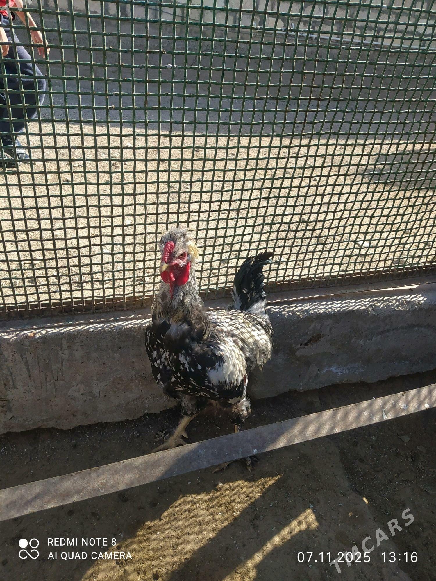 horoz - Türkmenbaşy - img 1