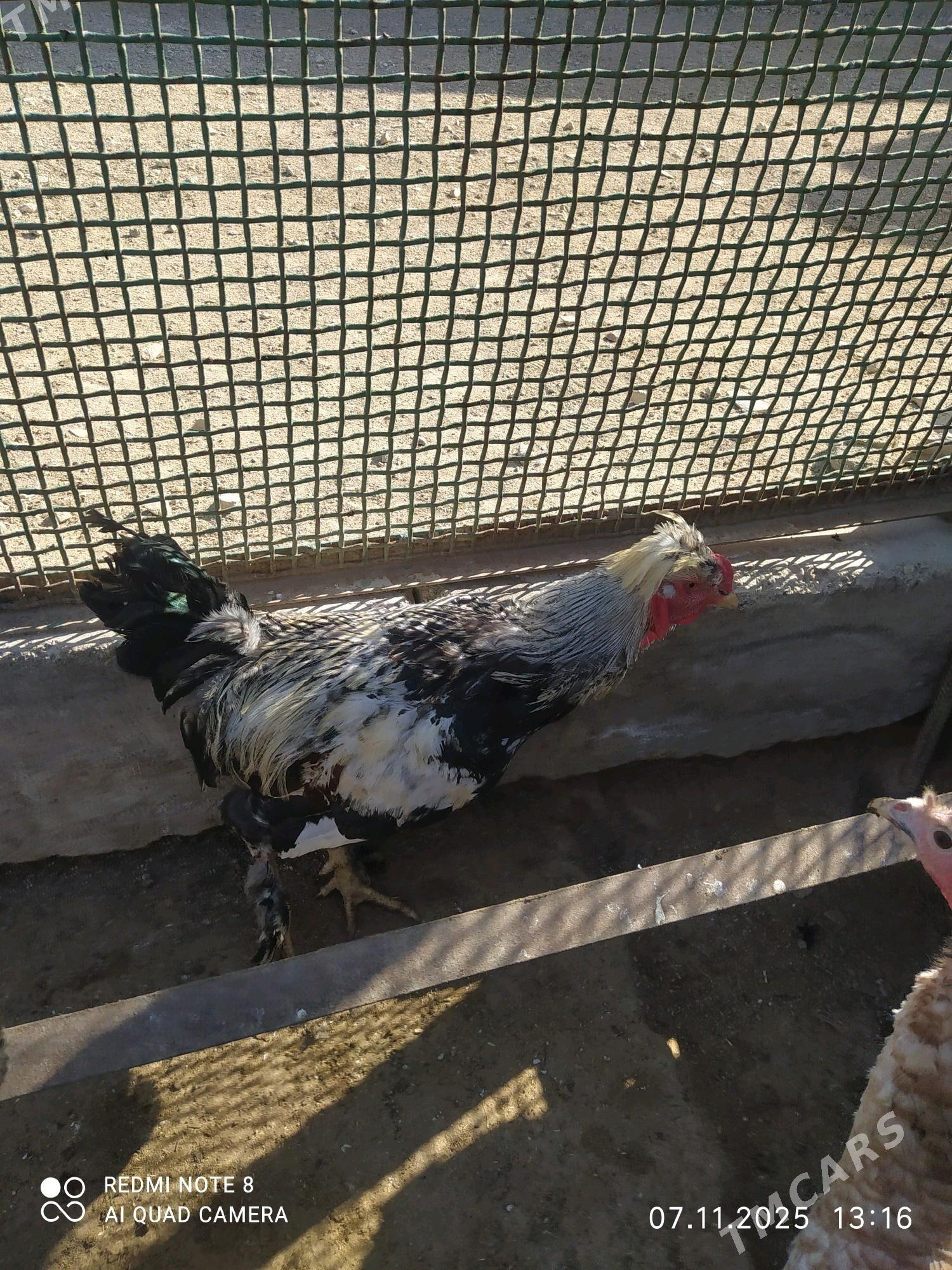 horoz - Türkmenbaşy - img 2