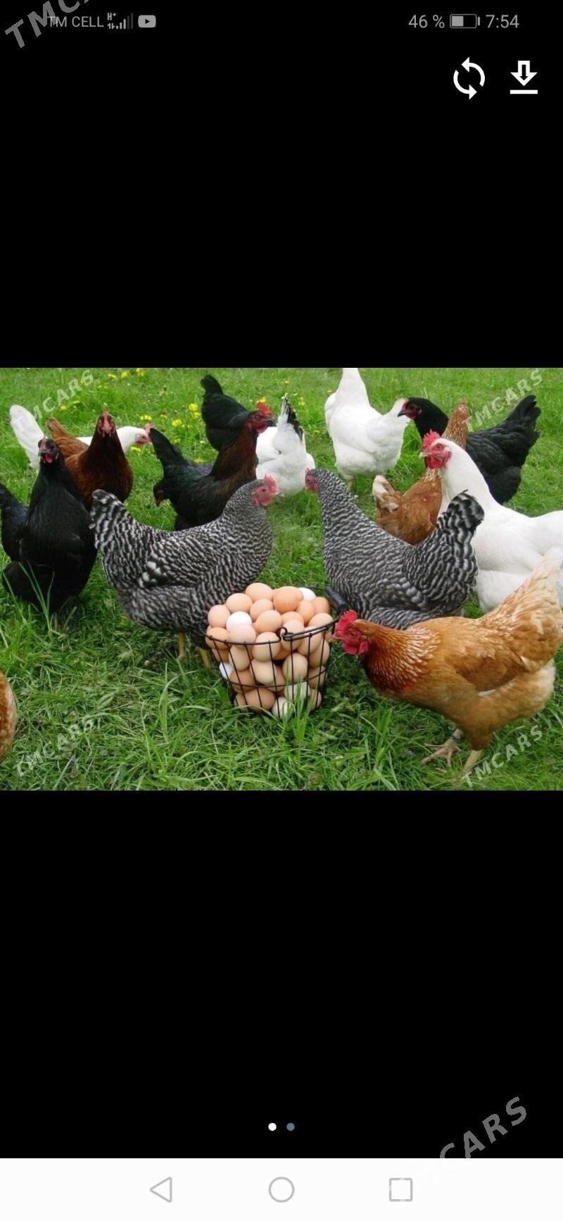 ТАВЫК - Балканабат - img 2