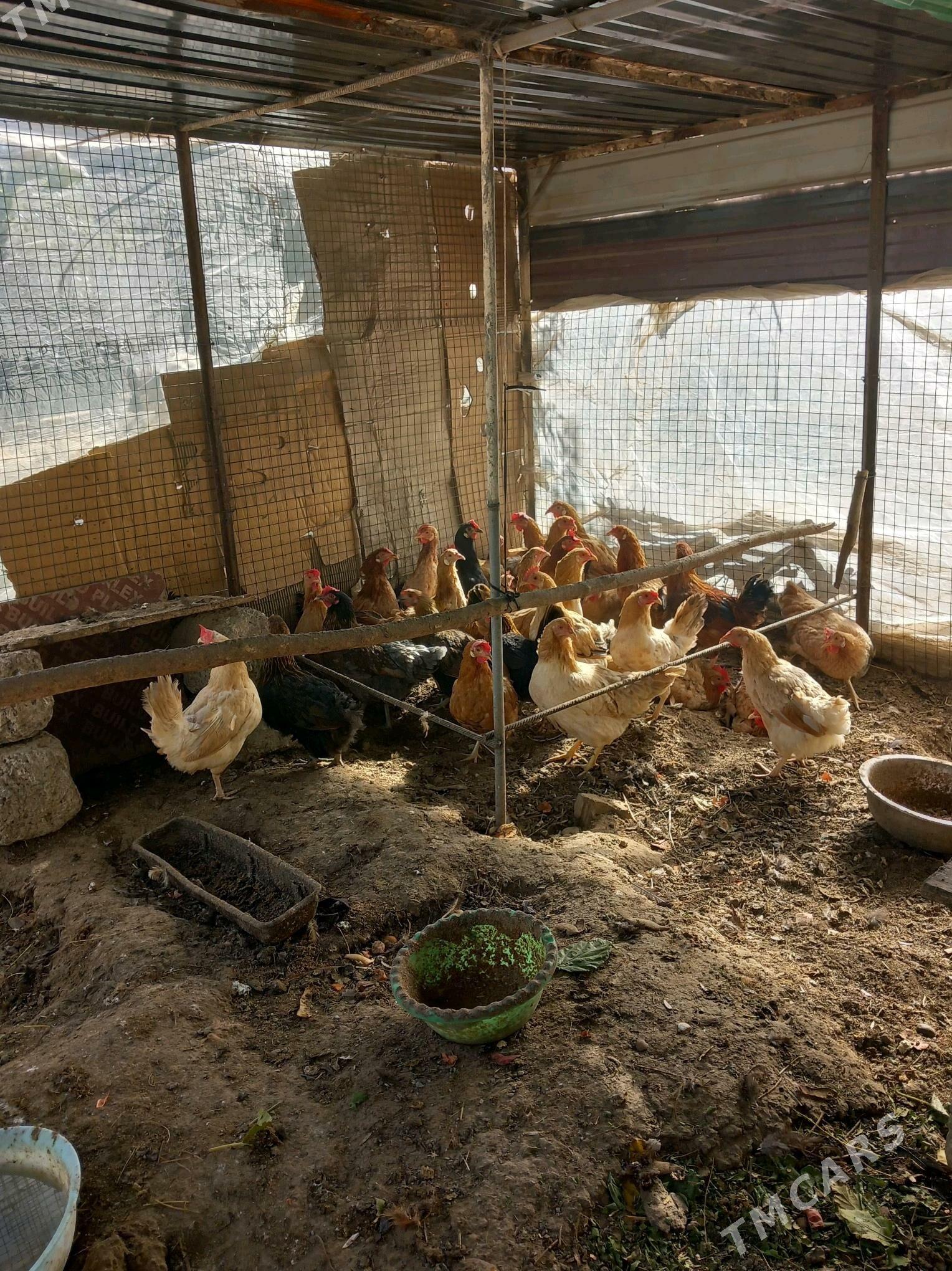 Yaşajyk Towuk - Кëши - img 1