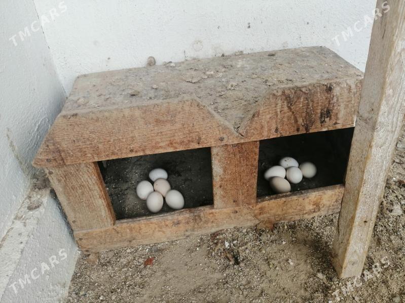 ТАВЫК - Балканабат - img 3