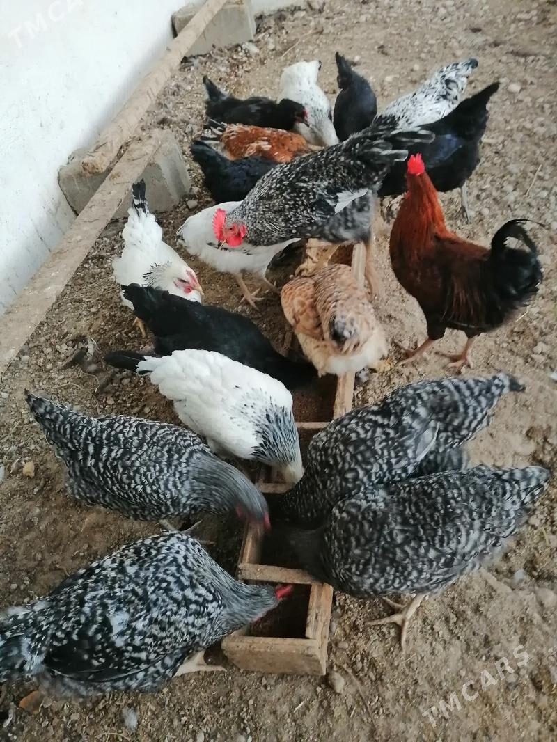 ТАВЫК - Балканабат - img 4