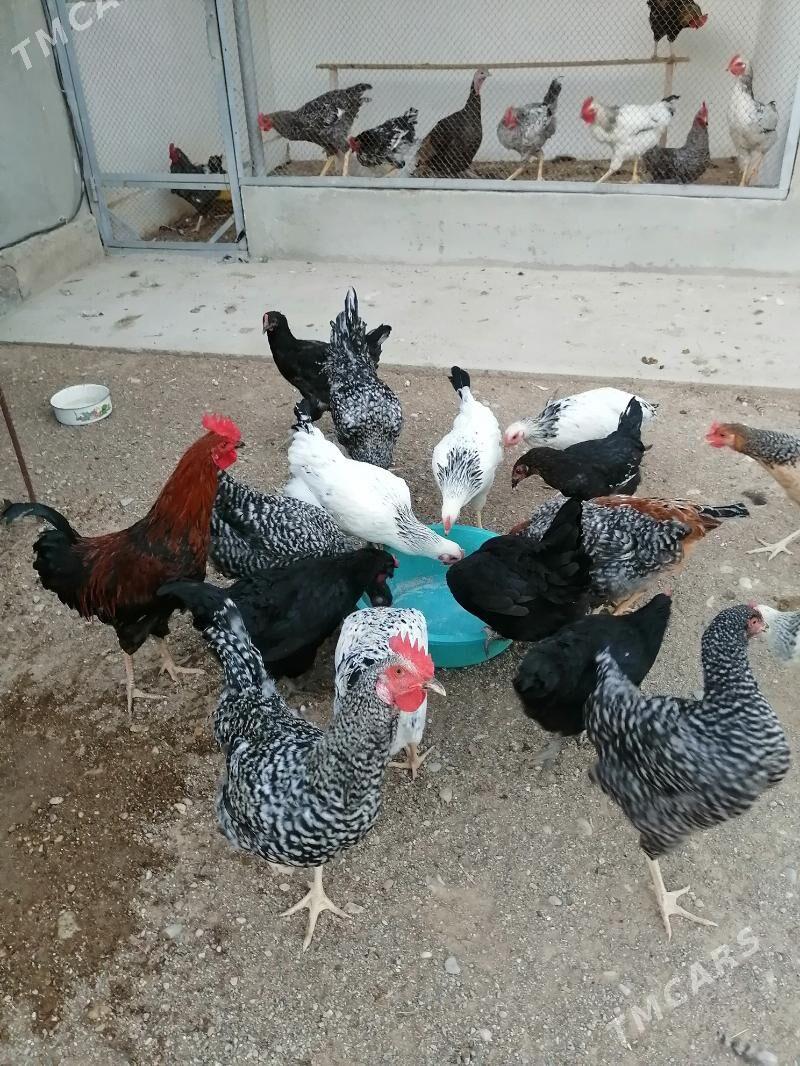 ТАВЫК - Балканабат - img 6