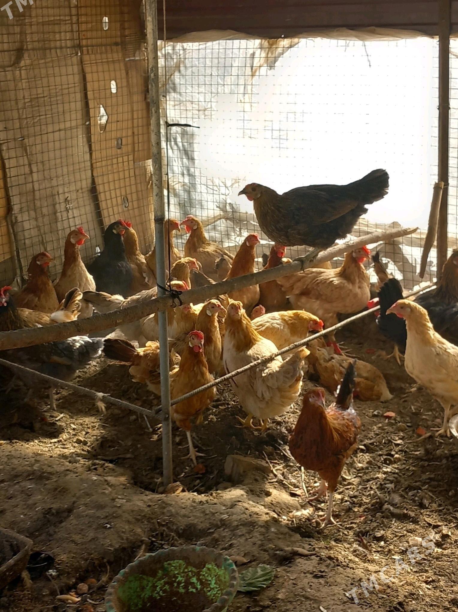 Yaşajyk Towuk - Кëши - img 3