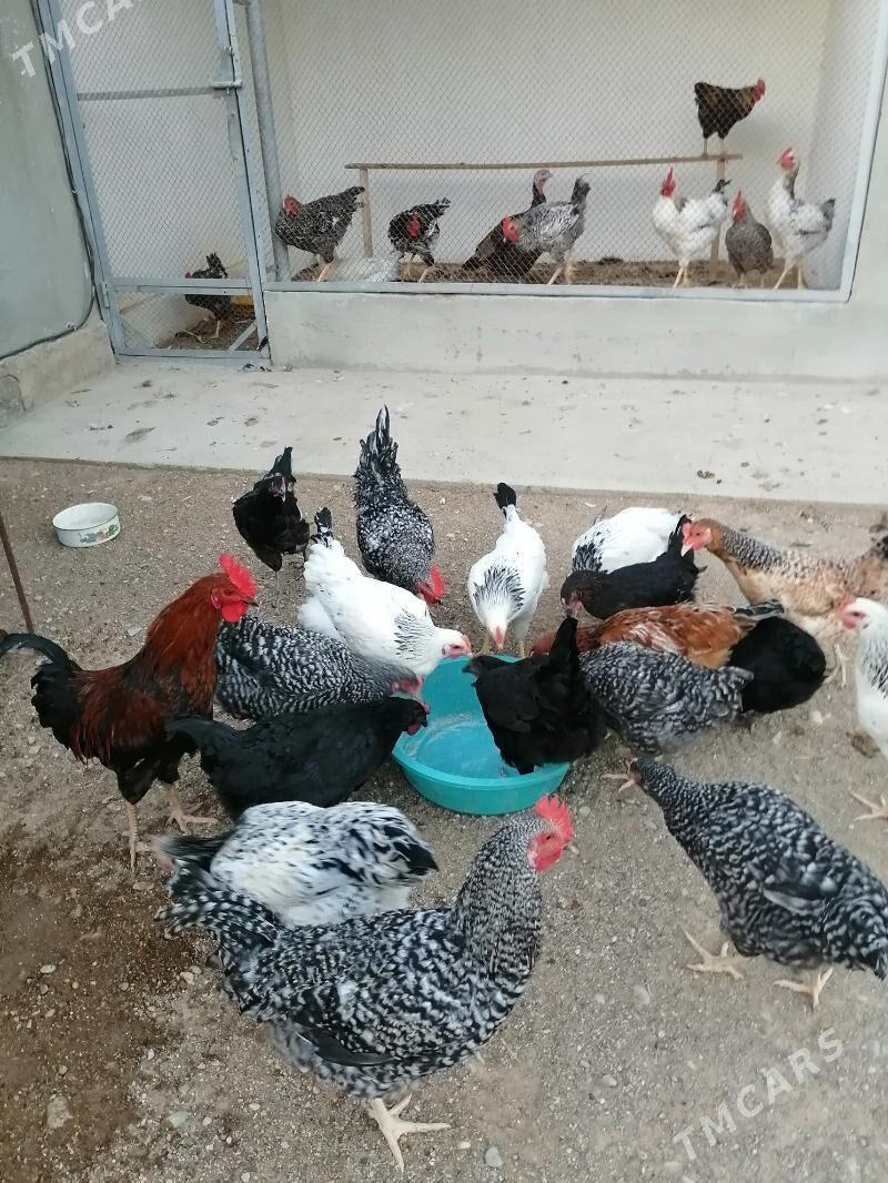 ТАВЫК - Балканабат - img 5