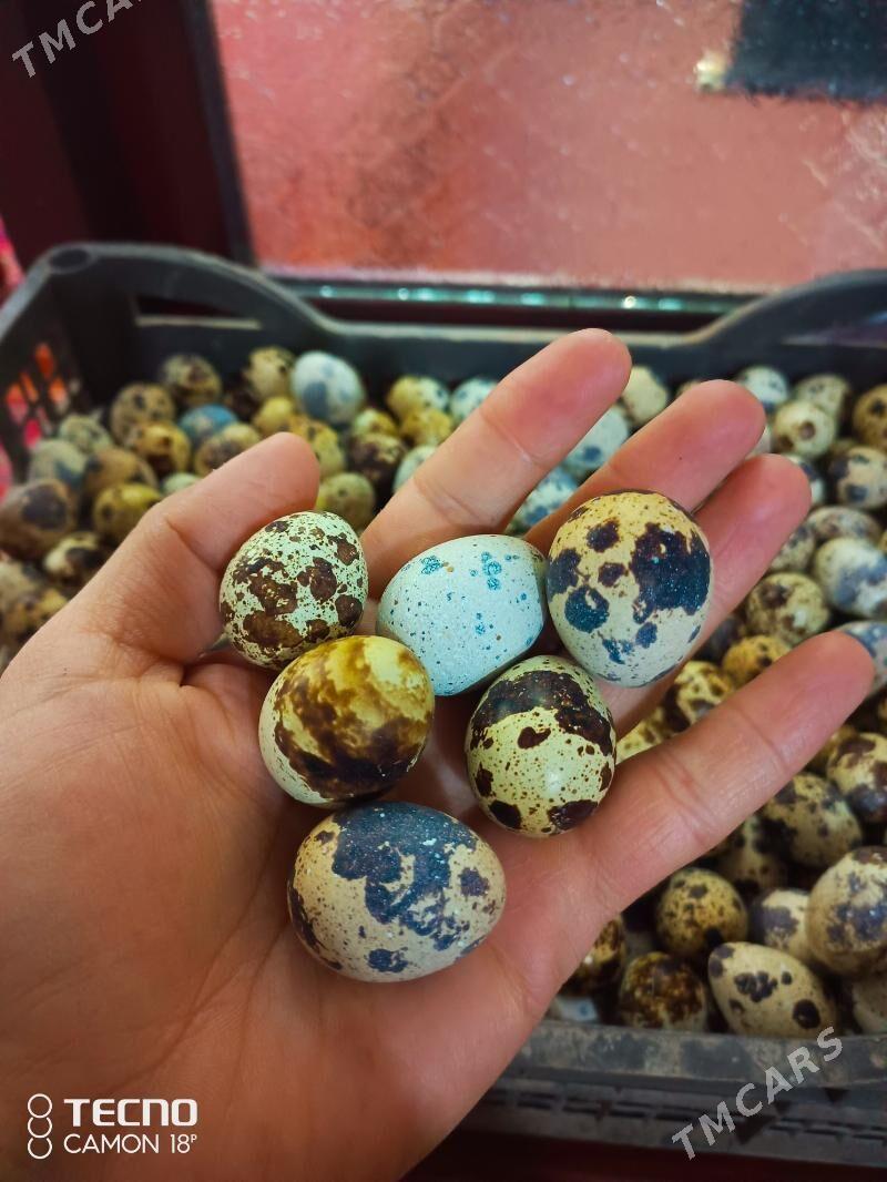 bedene yumurtga - Дашогуз - img 2