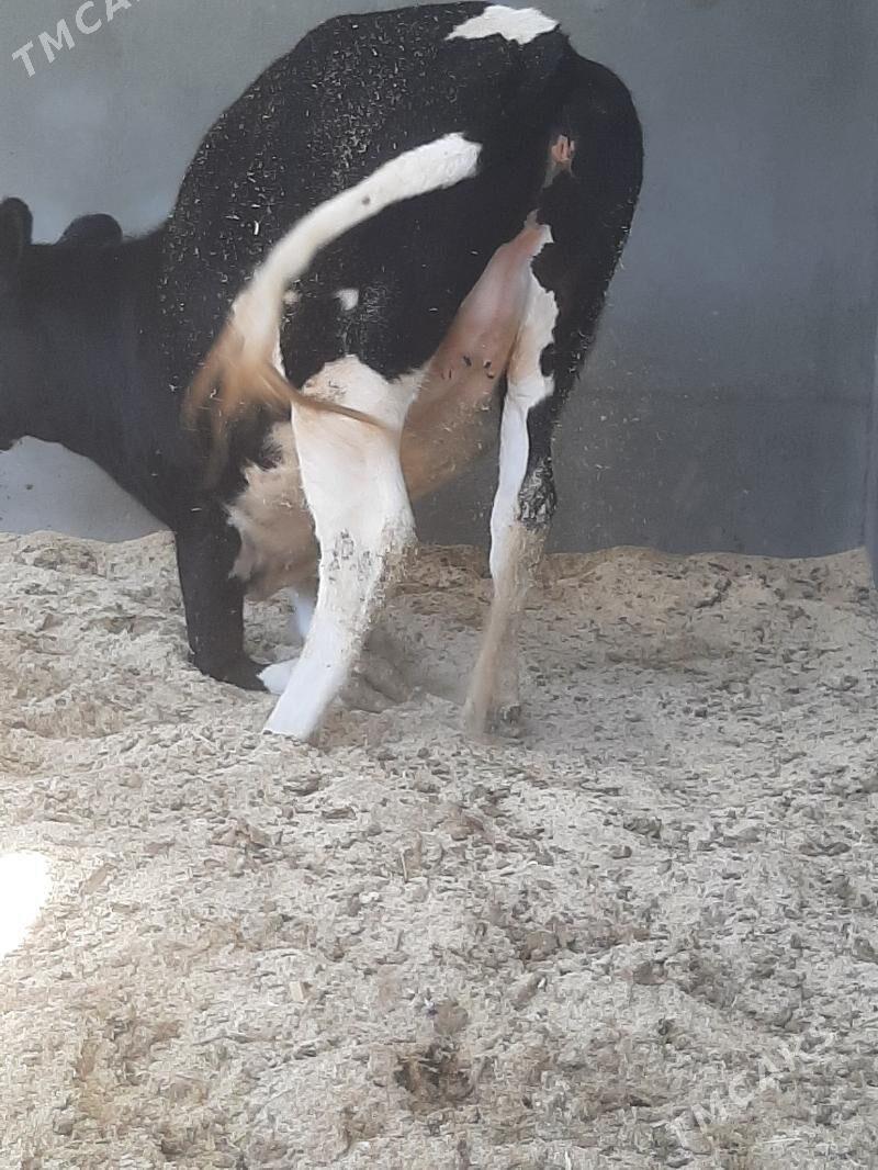 tuwe - Херрикгала - img 2