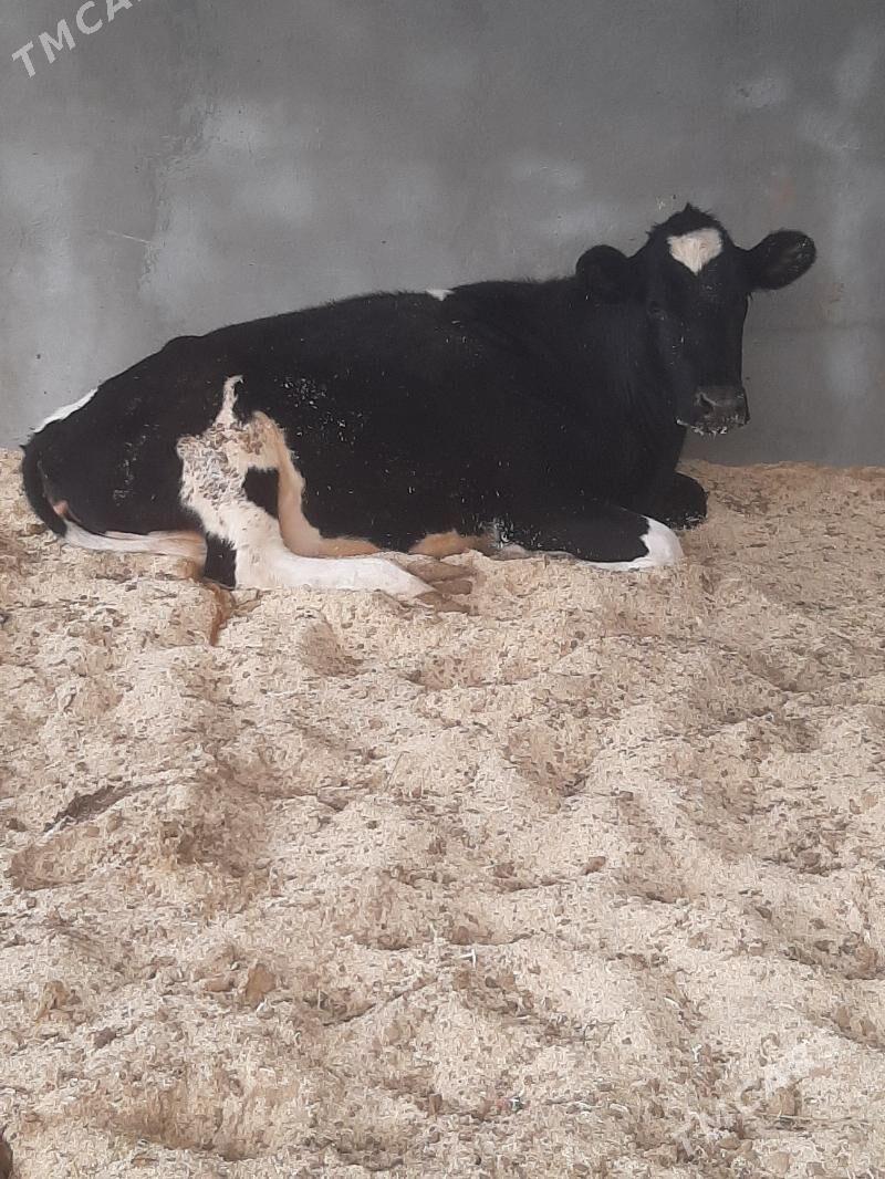 tuwe - Херрикгала - img 8