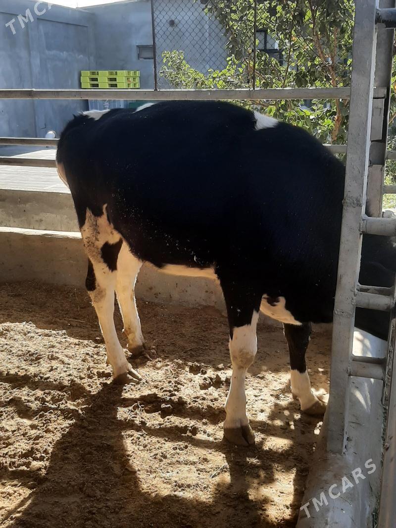 tuwe - Херрикгала - img 6