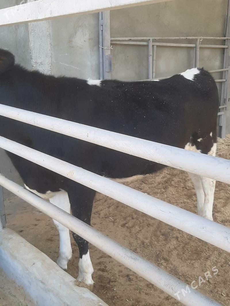 tuwe - Херрикгала - img 4