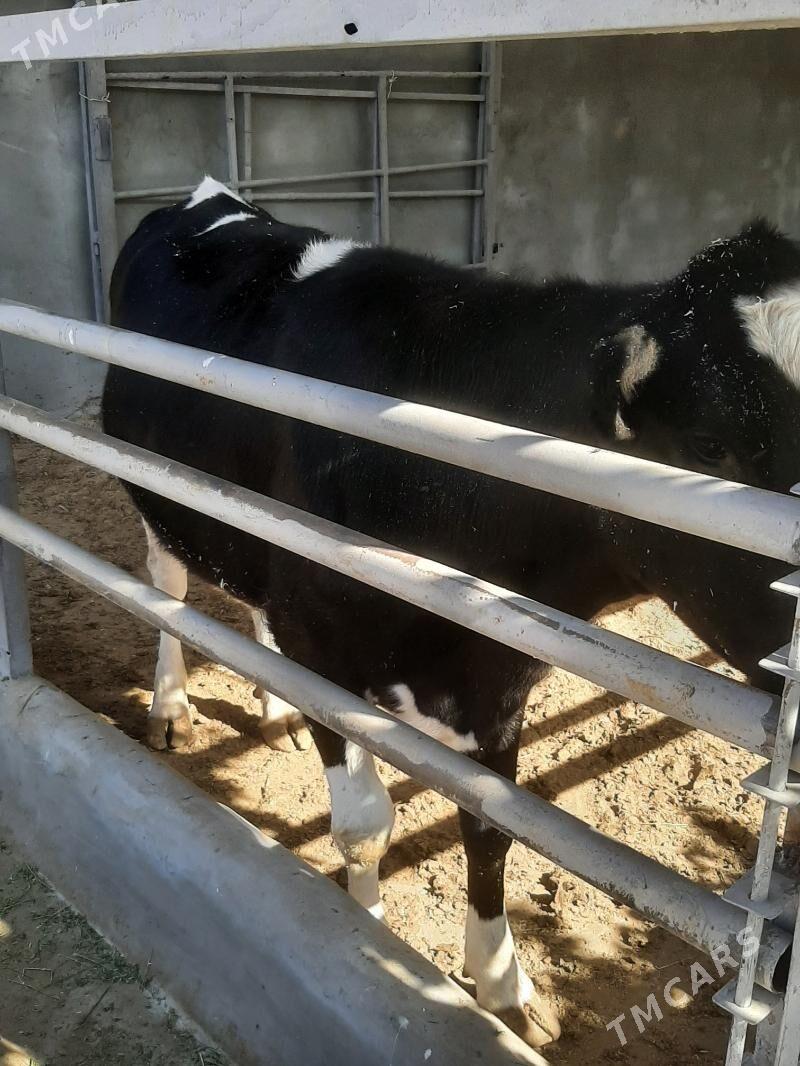 tuwe - Херрикгала - img 3