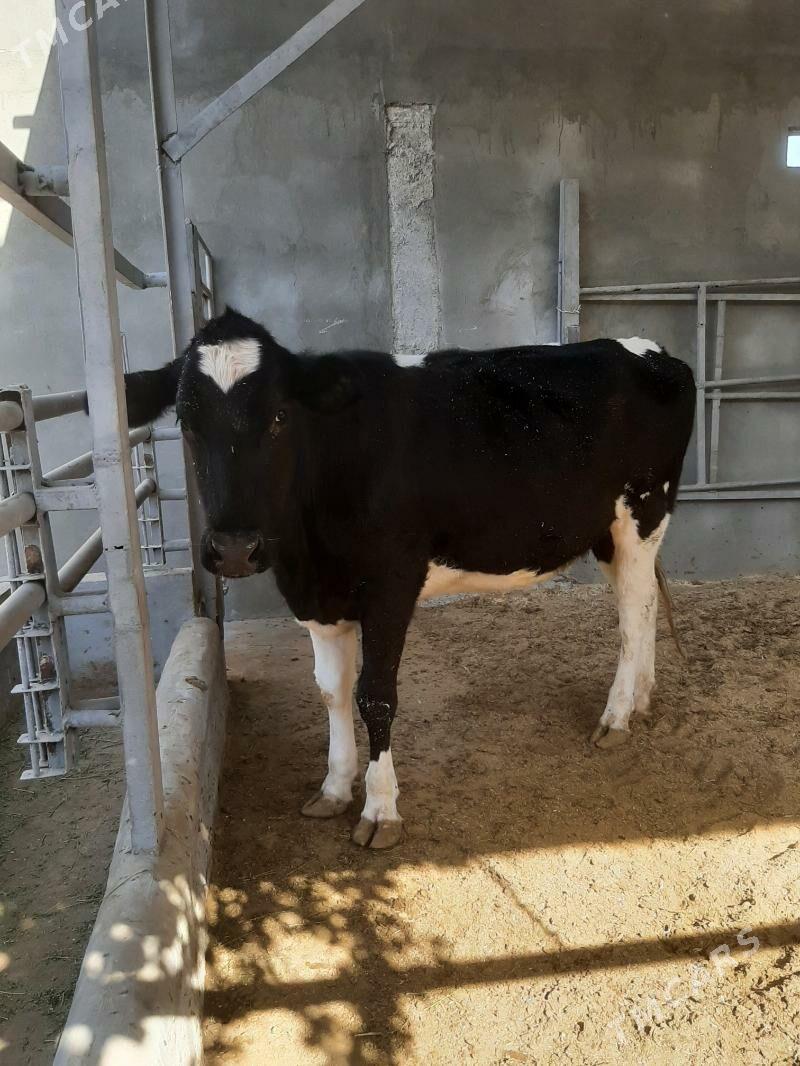 tuwe - Херрикгала - img 5